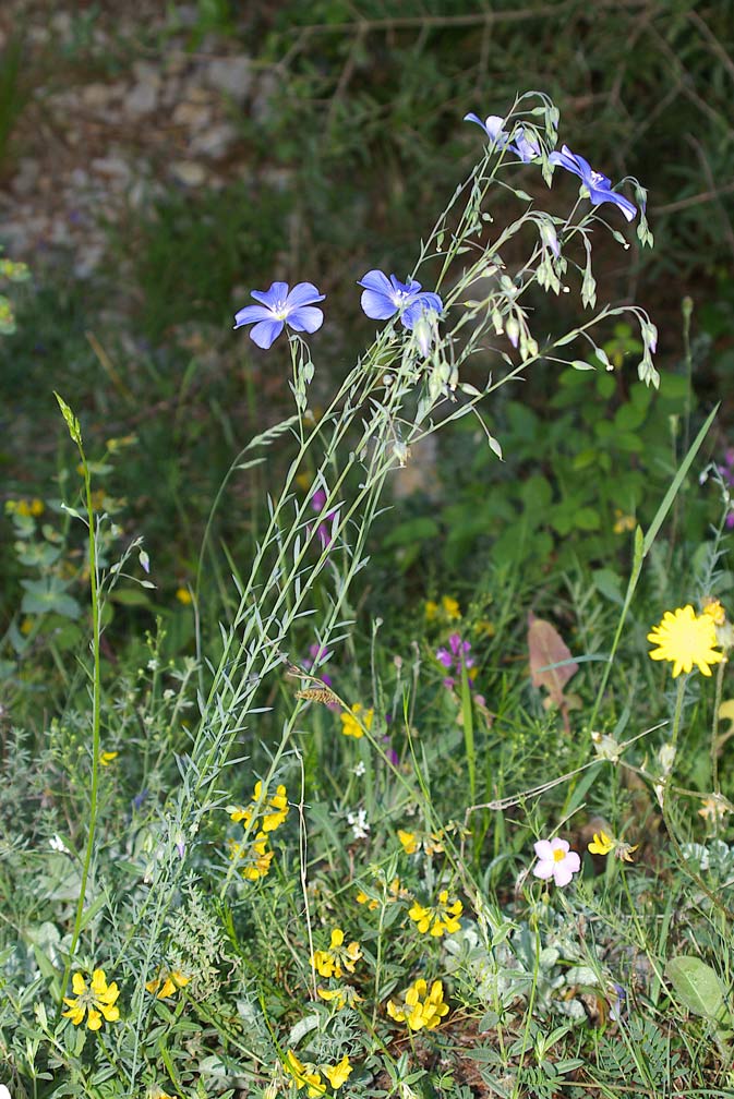 Linum austriacum subsp. collinum / Lino collinare